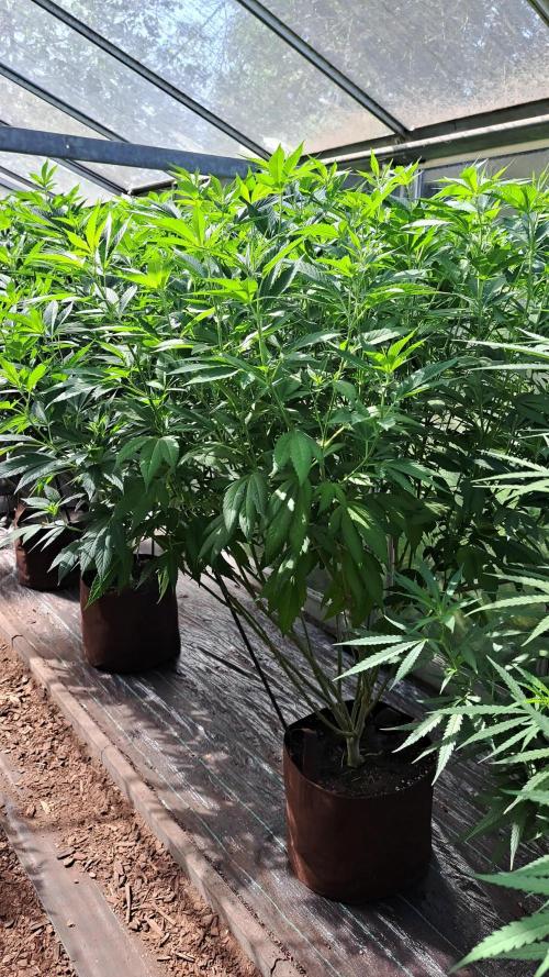 GH Cookies Gelato CLONE