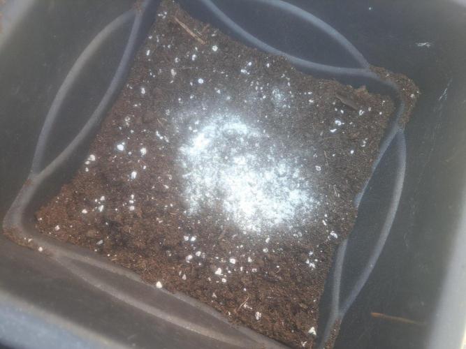 Amnesia Haze Go Fast CLONES. Week 8 - DAY58 Mycotrex