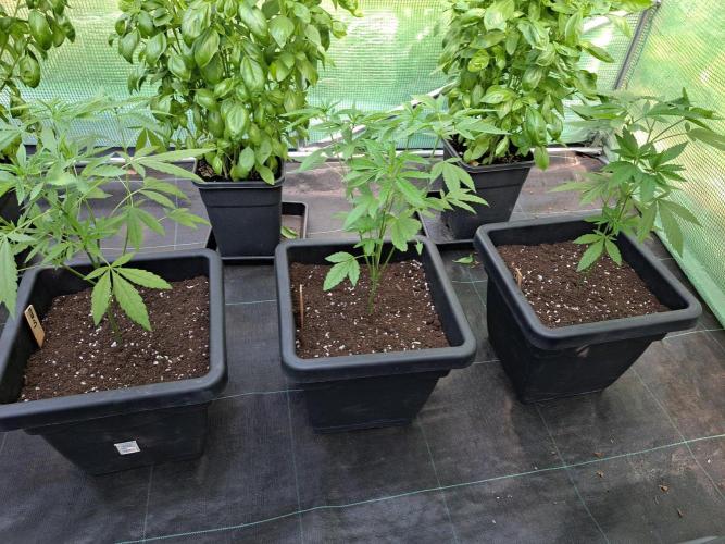 Amnesia Haze Go Fast CLONES. Week 8 - DAY58 3 plants, 3 phenos