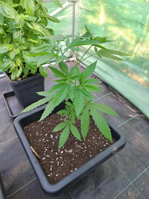 Amnesia Haze Go Fast CLONES. Week 8 - DAY58 Plant #1, Pheno #1