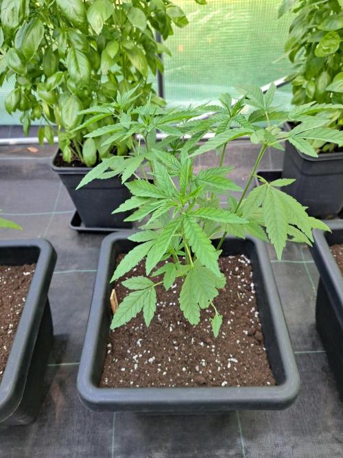 Amnesia Haze Go Fast CLONES. Week 8 - DAY58 Plant #2, Pheno #2