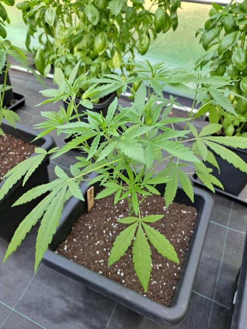 Amnesia Haze Go Fast CLONES. Week 8 - DAY58 Plant #3, Pheno #3
