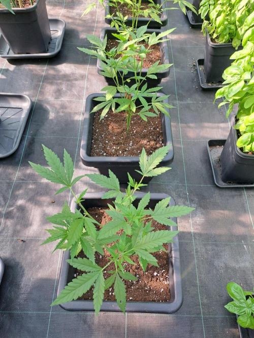 Clementine Slush CLONES. Week 8 - DAY58 3 plants, 3 phenos