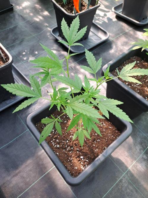 Clementine Slush CLONES. Week 8 - DAY58 Plant #1, Pheno #1