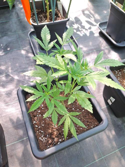Clementine Slush CLONES. Week 8 - DAY58 Plant #2, Pheno #2