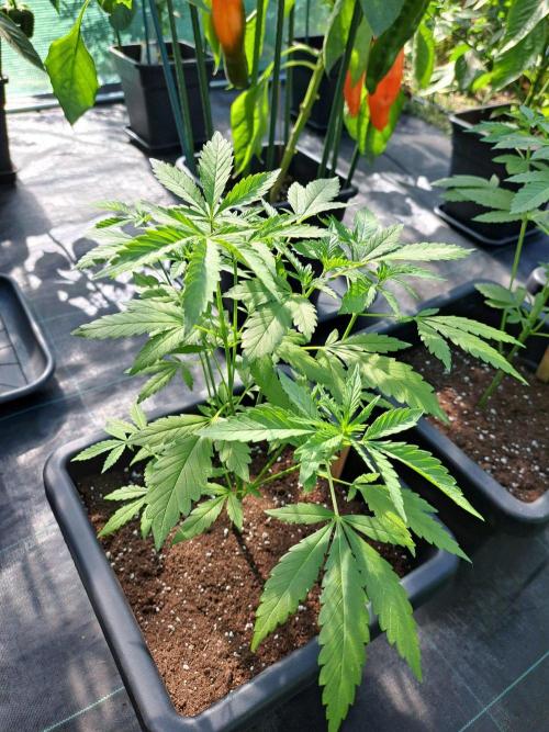 Clementine Slush CLONES. Week 8 - DAY58 Plant #3, Pheno #3