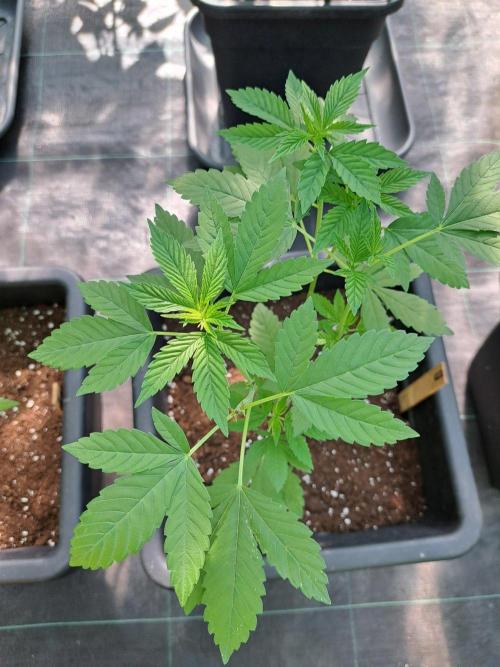 Zoap Rosé CLONES. Week 8 - DAY 58 Plant transplanted