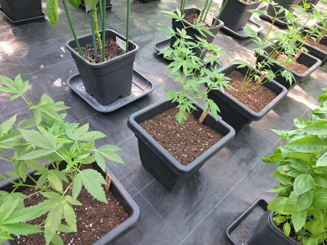 Sour Papaya CLONES. Week 8 - DAY58 3 plants, 3 phenos