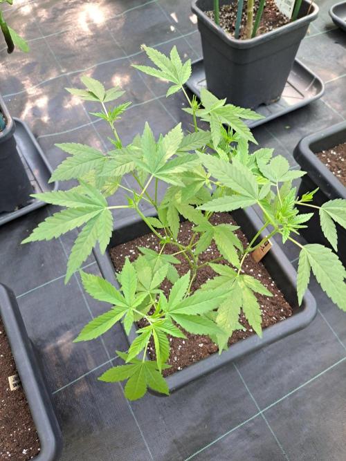 Sour Papaya CLONES. Week 8 - DAY58 Plant#1