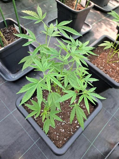 Sour Papaya CLONES. Week 8 - DAY58 Plant#2