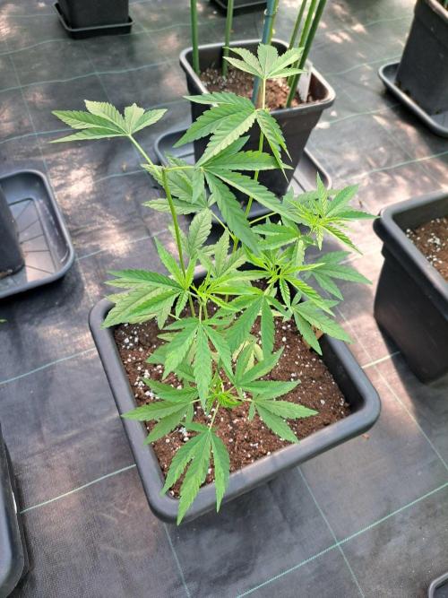 Sour Papaya CLONES. Week 8 - DAY58 Plant#3