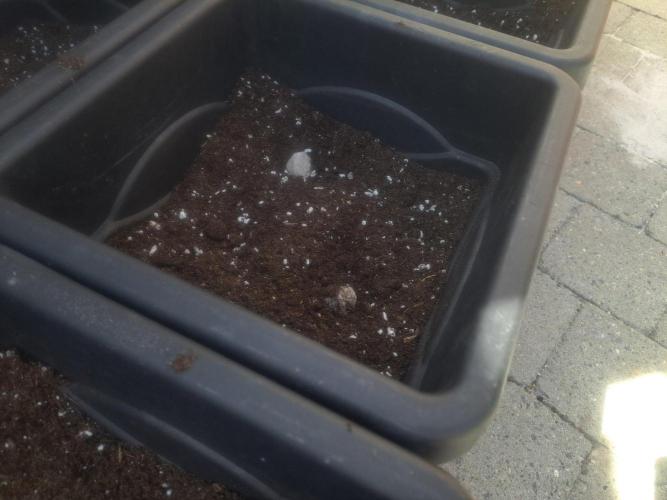Permant Marker X Georgia Pie CLONES. Week 8 - DAY58 Two tablets