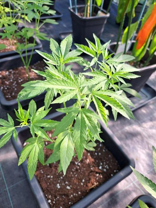 Permant Marker X Georgia Pie CLONES. Week 8 - DAY25 Plant #1