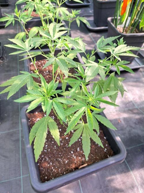 Permant Marker X Georgia Pie CLONES. Week 8 - DAY25 Plant #2