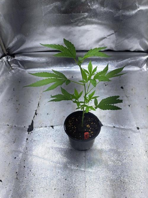 Halle Berry CLONE. Week 3