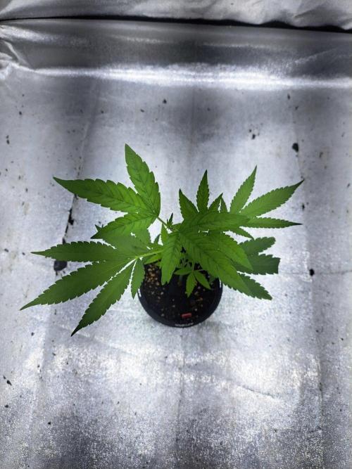 Halle Berry CLONE. Week 3