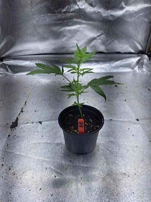 Blockberry CLONE. Week 3