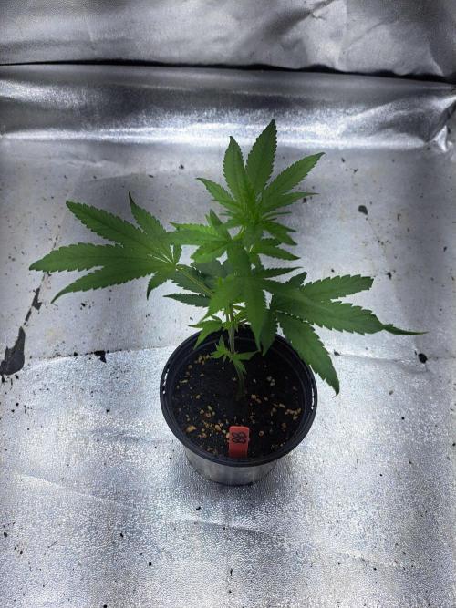 Blockberry CLONE. Week 3