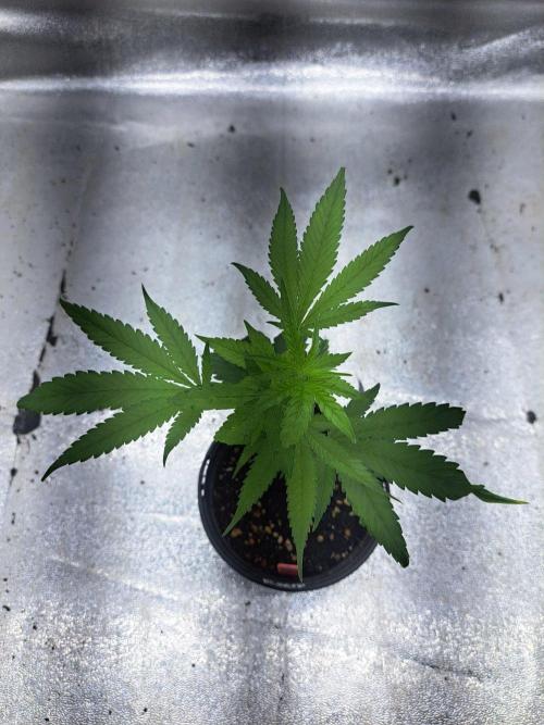 Blockberry. Week 3