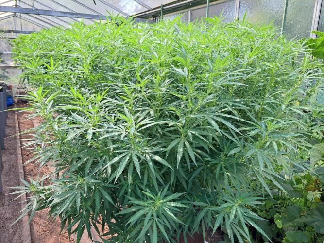 GH Biscotti#7 Zamnesia CLONE. Week 26 - DAY186 