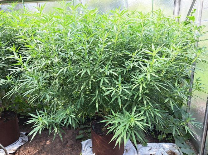 GH Biscotti#7 Zamnesia CLONE. Week 26 - DAY186 Plant #1