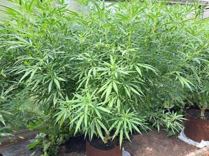 GH Biscotti#7 Zamnesia CLONE. Week 26 - DAY186 Plant #2