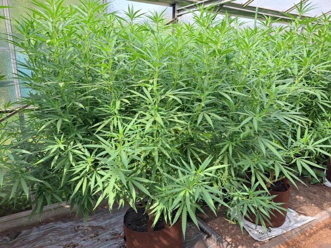Biscotti. Week 26