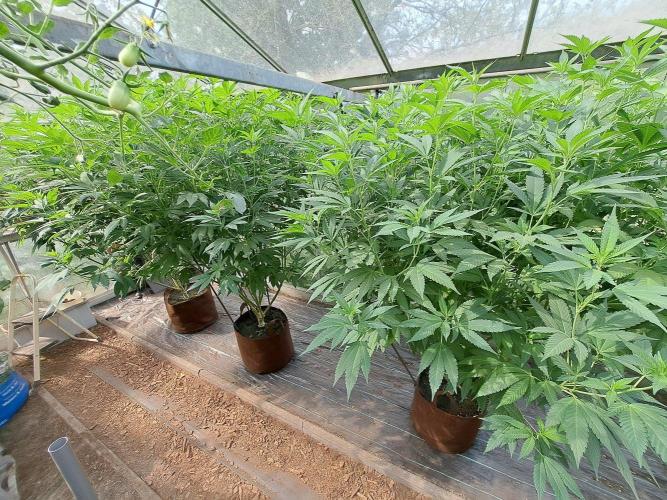 GH Cookies Gelato CLONE. Week 25 - DAY181