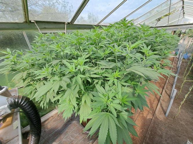 GH Cookies Gelato CLONE. Week 25 - DAY181