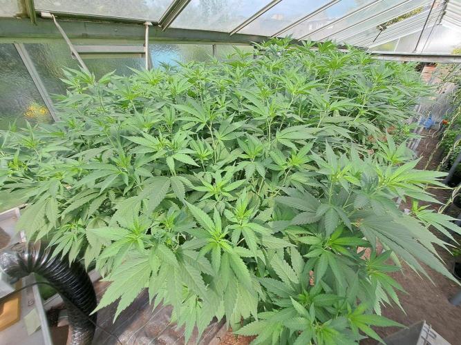 GH Cookies Gelato CLONE. Week 25 - DAY181