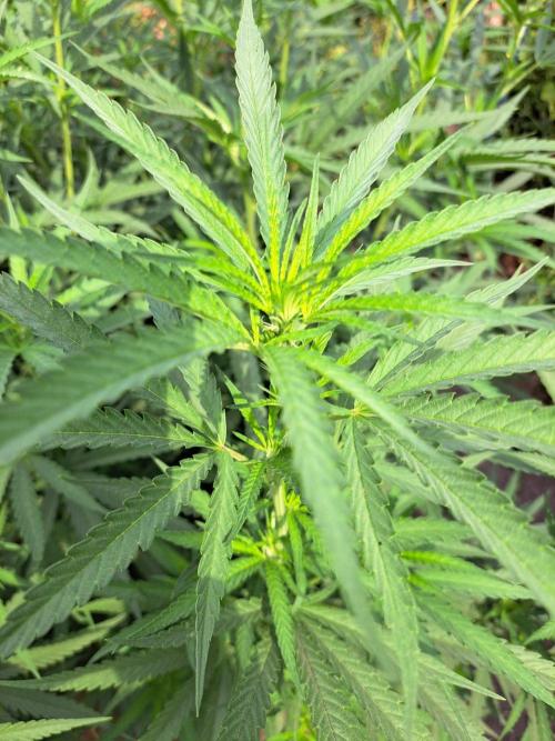 OUT Biscotti#7 CLONE. Week 15 - DAY104 Plant #1
