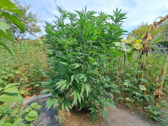 OUT Cookies Gelato CLONE. Week 15 - DAY104 Plant #1