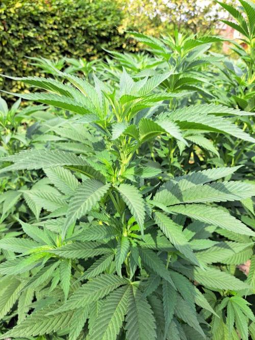 OUT Cookies Gelato CLONE. Week 15 - DAY104 Plant #1