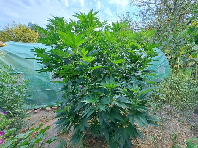 OUT Cookies Gelato CLONE. Week 15 - DAY104 Plant #2