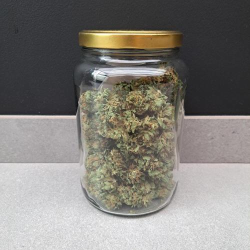 Amnesia Haze Go Fast. Week 15 - Plant #1
