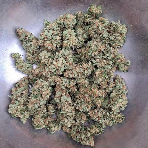 Amnesia Haze Go Fast. Week 15 - Plant #1