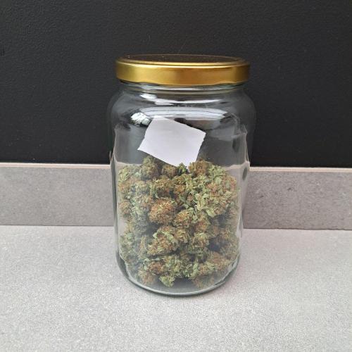 Amnesia Haze Go Fast. Week 15 - Plant #2