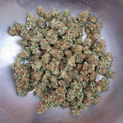 Amnesia Haze Go Fast. Week 15 - Plant #2