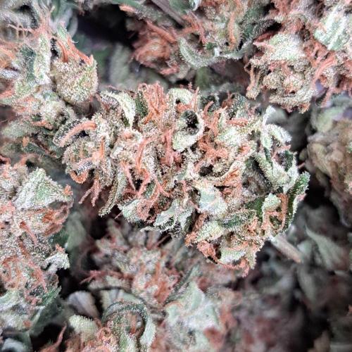 Amnesia Haze Go Fast. Week 15 - Plant #2