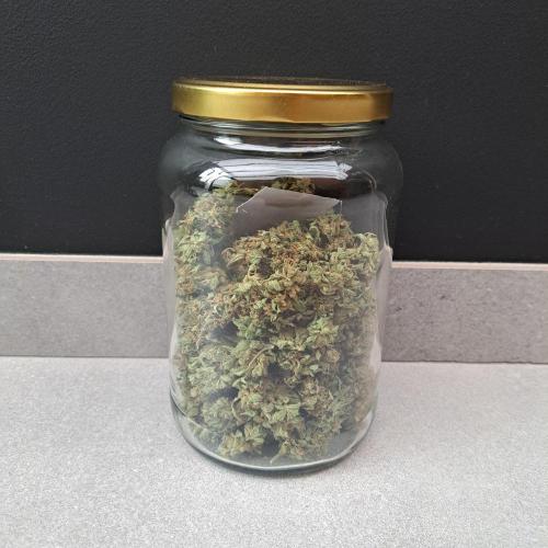 Amnesia Haze Go Fast. Week 15 - Plant #3