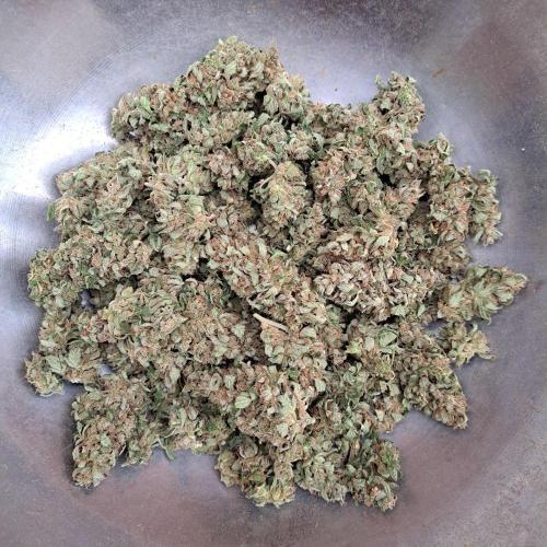 Amnesia Haze Go Fast. Week 15 - Plant #3