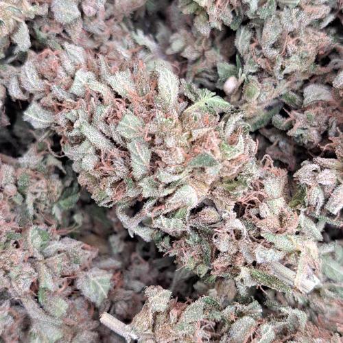 Amnesia Haze Go Fast. Week 15 - Plant #3