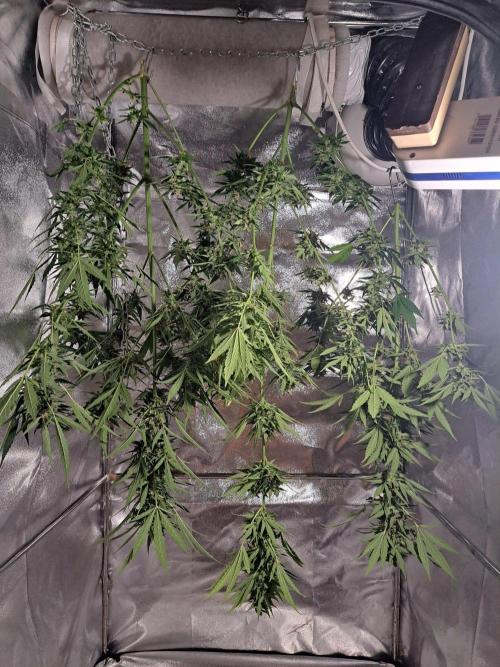 Mikromachine Auto. Week 11 - DAY79 Freshly harvested