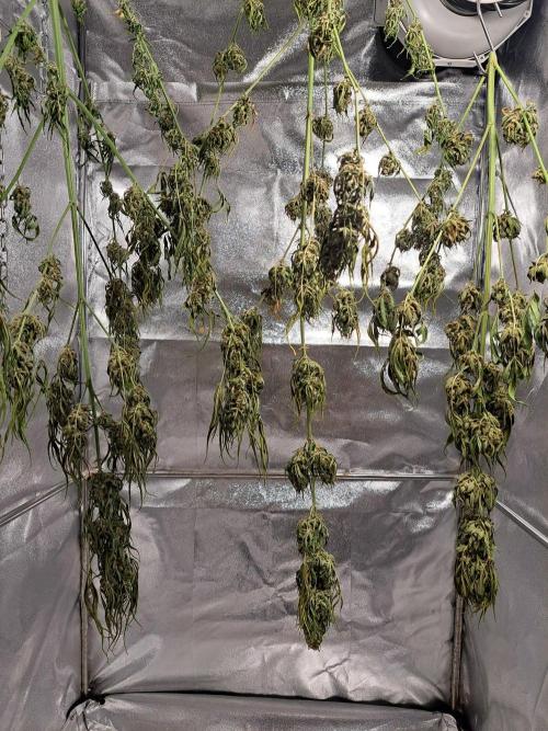 Mikromachine Auto. Week 11 - DAY85 After 6 days of drying