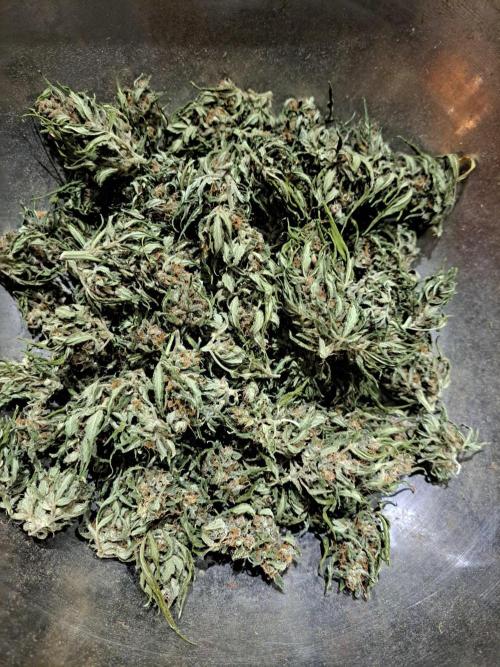 Mikromachine Auto. Week 11 - DAY85 Dried not trimmed (one plant)