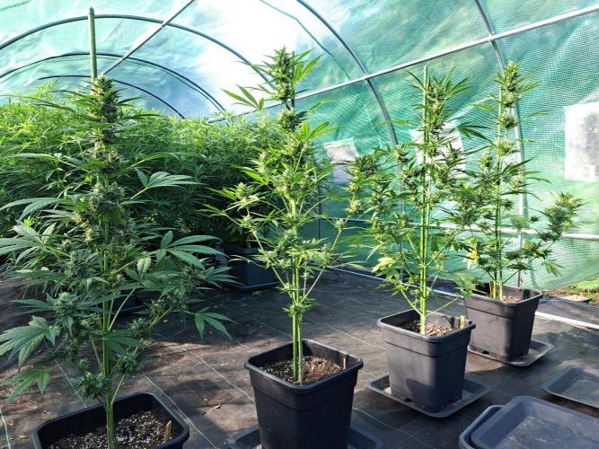 Mikromachine Auto. Week 11