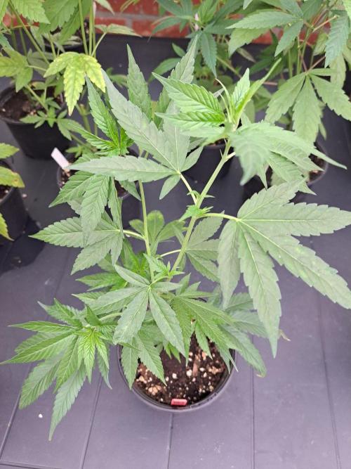 Blockberry CLONE. Week 4