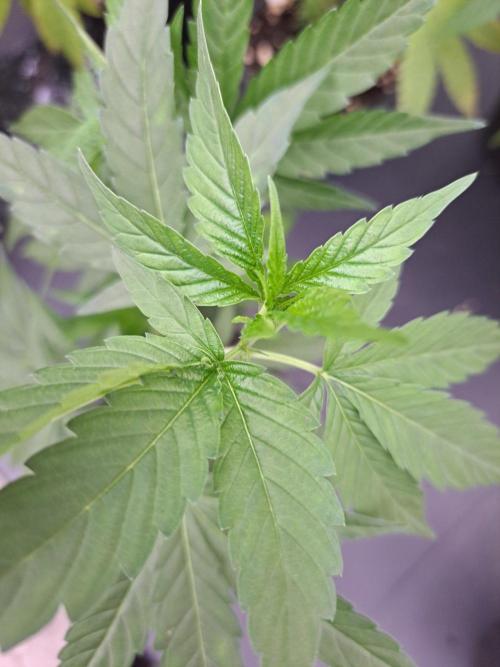 Blockberry. Week 4