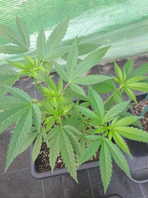 Amnesia Haze Go Fast CLONES. Week 9 - DAY67 Plant #1