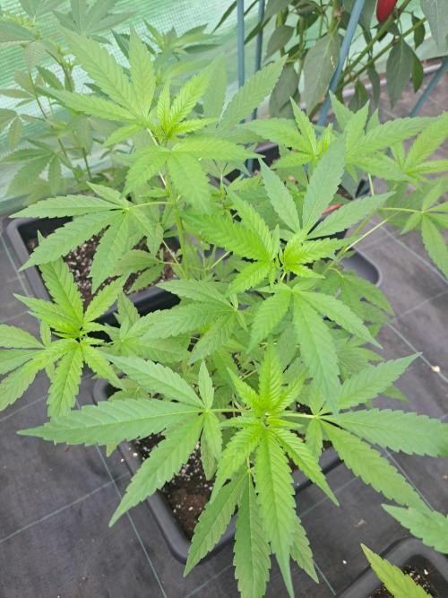 Amnesia Haze Go Fast CLONES. Week 9 - DAY67 Plant #2